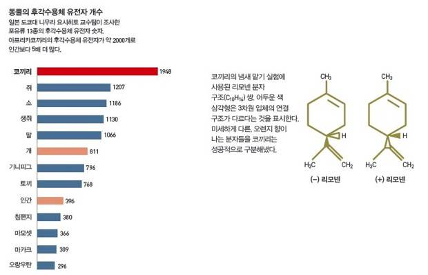 코끼리의 냄새 맡기 실험에 사용된 리모넨 분자 구조 쌍.