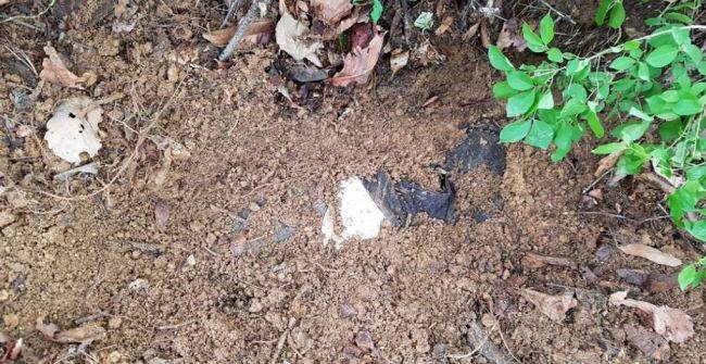 5월 7일 피의자 조 씨 모친 묘소 부근에서 실종자 유 씨가 발견됐다. [서울지방경찰청 형사과 제공]