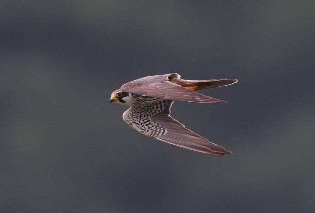 멸종위기 야생생물 2급 새호리기. 제비처럼 날개폭이 좁고 길다.