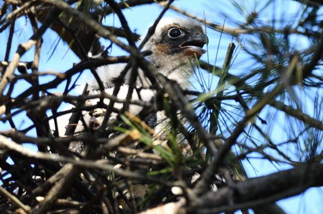 태어난 지 20여 일이 되자 솜털에서 깃털이 자라난다.