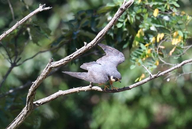 날아 오를 때 고사목 가지를 디디돌 삼아 박찬다.