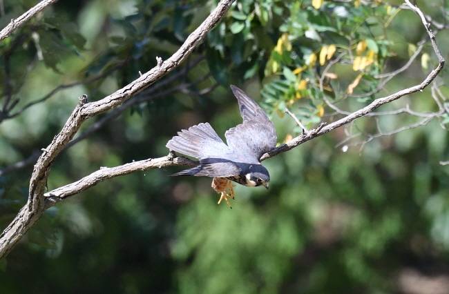순식간에  가속도를 이용해 쏜살같이 앞으로 뛰쳐나간다.