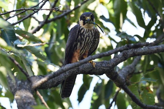 왕잠자리를 사냥한 새호리기.