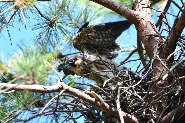 둥지를 떠나려 날갯짓 연습을 하는 새호리기 새끼.