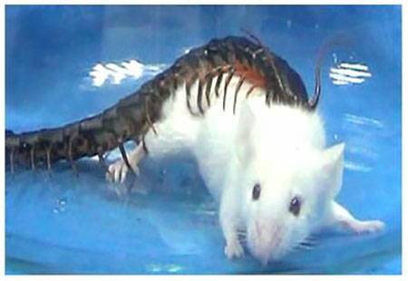 몸무게가 3g에 불과한 지네가 45g인 생쥐를 공격하는 장면이다. 지네에 물린 생쥐는 30초만에 제압됐다. -‘미국립과학원회보’ 제공)