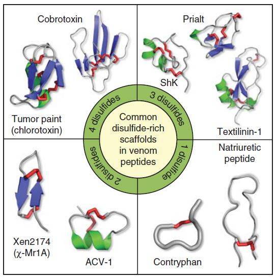 다양한 독액 펩티드의 구조. 아미노산 시스테인 사이의 이황화결합(빨간색) 개수에 따라 분류했다. 이황화결합이 많을수록 펩티드가 더 안정하다. 오른쪽 위 Prialt는 청자고둥의 펩티드 지코니타이드의 제품명으로 2004년 출시된 강력한 진통제다. 그 아래 ShK는 융단열말미잘의 펩티드로 이를 약간 바꾼 분자로 자가면역질환 치료제 임상이 진행되고 있다. - ‘Expert Opin. Biol. Ther.’제공