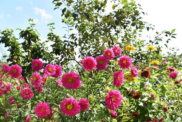 과꽃이 핀 과수원. 사과 밭인지 꽃밭인지 분간할 수 없다.