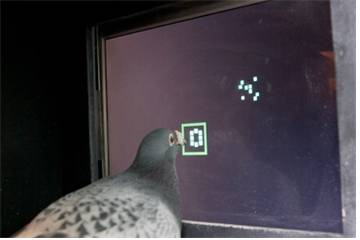 비둘기가 터치스크린에 나오는 숫자를 부리로 찍고 있다.