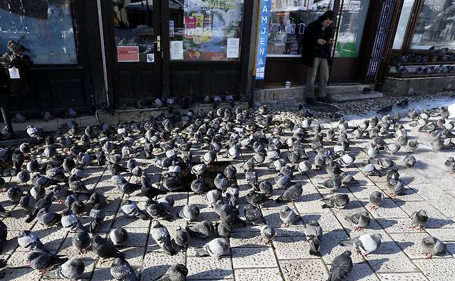 보스니아 헤르체고비나의 수도 사라예보의 비둘기 떼. 관광객들이 주는 먹이를 먹기 위해 몰려들었다.[EPA=연합뉴스]