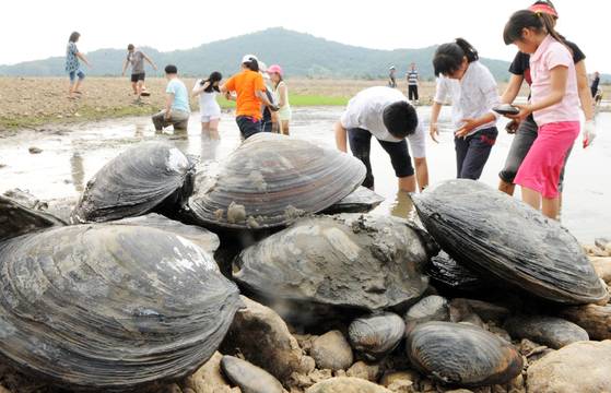 지난 2012년 6월 가뭄으로 충남 논산 탑정호에서 멸종위기 야생생물 1급인 귀이빨대칭이와 민물조개가 집단으로 폐사하자 한국농어촌공사와 충남도청, 논산시청 등 공무원과 시민들이 폐사 직전의 귀이빨대칭이와 말조개 등을 물이 많은 곳으로 옮겨주고 있다. [중앙포토]