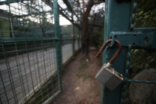 18일 대전 오월드의 사육장에서 탈출한 퓨마. [연합뉴스]