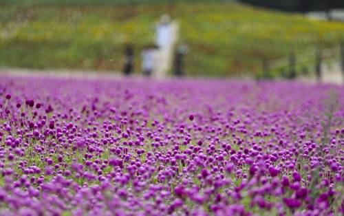 작은 천일홍 꽃 봉오리가 모여 큰 그림을 만들고 있다.(성연재)