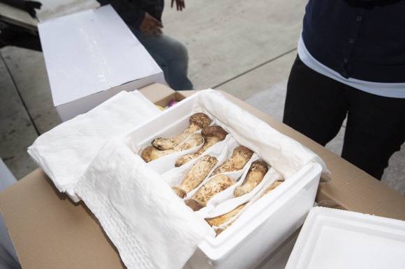 문재인 대통령은 ‘2018 남북정상회담 평양’ 기념으로 김정은 국무위원장으로부터 선물 받은 송이버섯 2t을 미상봉 이산가족에게 추석 선물로 보낸다. 사진은 20일 새벽 서울공항에 도착한 북한산 송이의 모습. 2018.9.20 평양사진공동취재단