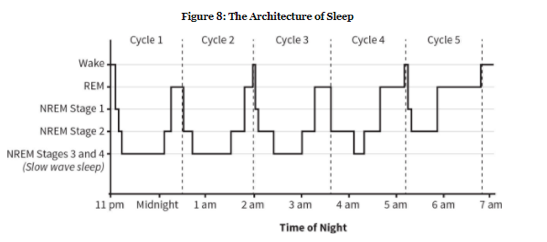1953년 잠이 렘수면과 비렘수면으로 이뤄져 있고 대략 90분 주기로 반복된다는 사실이 밝혀졌다. 잠의 구조는 울트라디언리듬의 대표적인 예다. - ‘Why We Sleep’제공