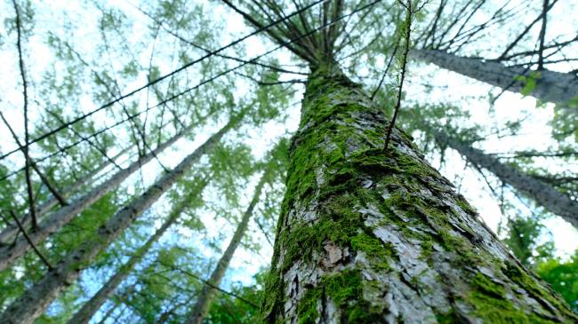 경북 영양 외씨버선길 (치유의 길)