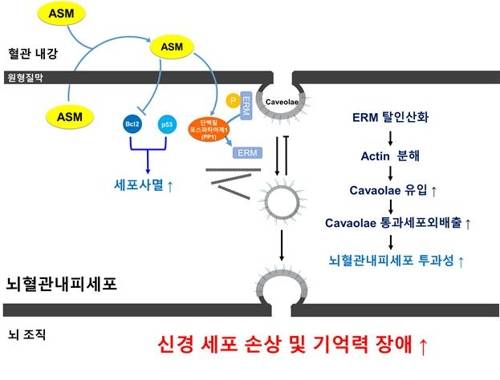 노화 치매환경에서 ASM 증가로 인한 뇌혈관장벽 손상 기전 모식도 [한국연구재단 제공=연합뉴스]