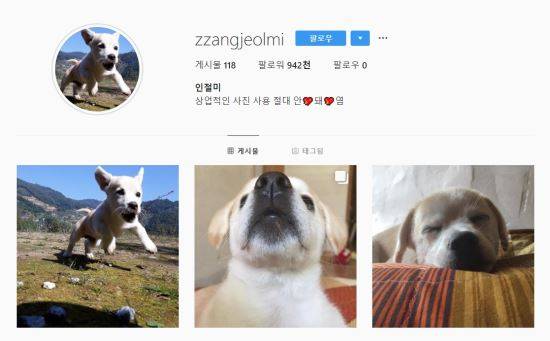 '견스타' 인절미의 인스타그램 '짱절미' 메인 화면.