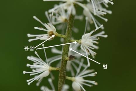 세잎승마의 꽃대축의 털과 꽃자루의 관절은 승마와 같다