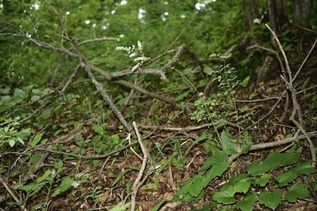 세잎승마의 꽃차례는 승마와 같다.