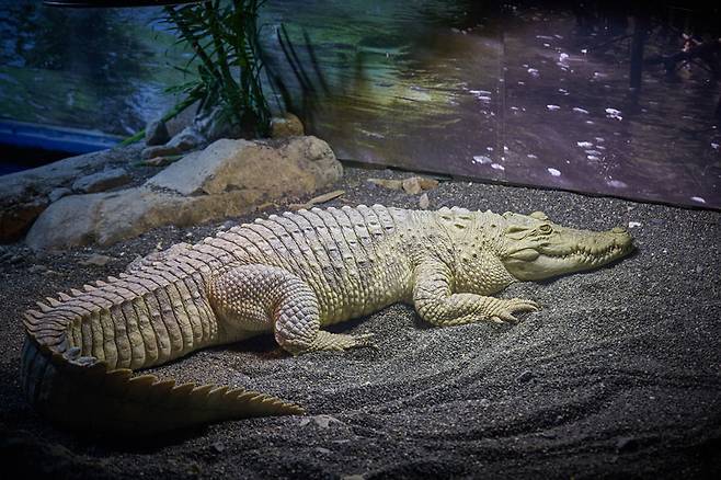 10만분의 1의 확률로 태어난다는 알비노 샴악어