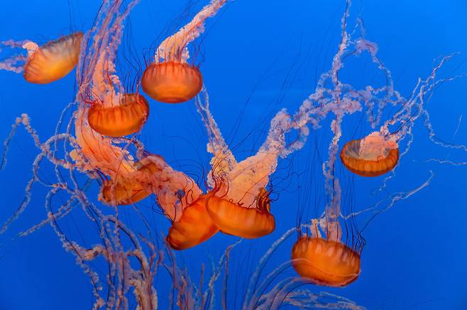 바다에서 가장 흔한 생물의 하나인 해파리는 먹이그물에서 알려진 것보다 중요한 구실을 한다는 주장이 힘을 얻고 있다. 클립아트코리아 제공.
