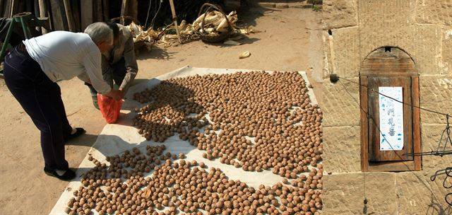 마당에서 말리고 있는 호두를 담는 할머니. 벽에는 ‘출문견희’라는 덕담이 붙어 있다.
