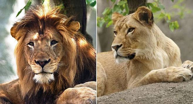 미국 인디애나폴리스 동물원의 수사자 ‘나약’(왼쪽)과 암사자 ‘주리’의 모습.