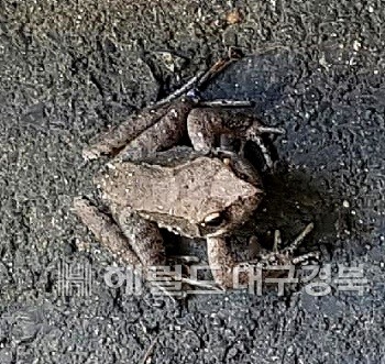 울릉고등학교에서 목격된 개구리(독자제공)