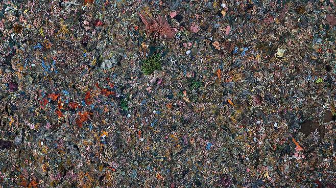 인도네시아 코모도국립공원의 산호초. Pengah Wall #1, Komodo National Park, Indonesia, 2017 (Credit: Edward Burtynsky, courtesy Flowers Gallery, London/Metivier Gallery, Toronto)