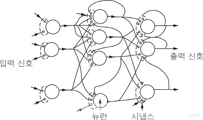 인간 뇌의 신경망 구조
