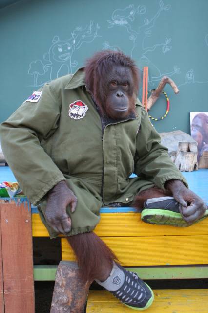 사람처럼 옷을 입고 동물쇼를 준비 중인 오랑우탄 오랑이. 쥬쥬동물원 제공