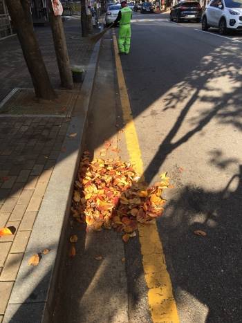 봄철 나뭇잎처럼 자라났을 꿈들, 그리고 떨어진 낙엽처럼 떨어졌을 서류들. 바스라지는 낙엽처럼 바스라졌을 마음들. 환경미화원 체헐리즘 기사 때 안 썼던 사진을 재활용했다./사진=남형도 기자