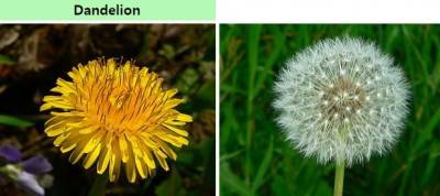 서양민들레의 꽃(왼쪽 : 사실은 작은 꽃 100여 개로 이뤄진 두상꽃차례)과 꽃이 진 뒤 꽃자루 끝에 달린 씨앗(사실은 열매), 말단의 갓털이 공 모양을 이룬 모습(오른쪽). 이번 민들레 씨앗 실험에 쓰인 종이다. - 위키피디아 제공