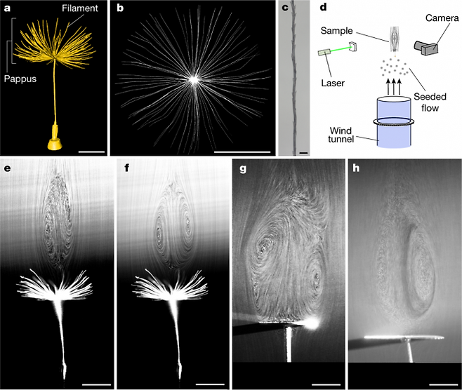 위는 민들레 씨앗의 옆 모습(a)과 위쪽에서 갓털(pappus)을 내려다 본 모습(b), 가는 털(filament)의 확대 이미지(c)와 풍동실험 모식도다(d). 아래는 풍동실험 영상으로 종단속도(e)와 종단속도의 60%의 풍속일 때 갓털 위쪽에 안정한 소용돌이가 형성돼 양력이 생김을 알 수 있다. 단면이 다 막혀 있는 원반에 e와 같은 속도의 바람을 보낼 경우 난류로 소용돌이가 방출되는 불안정한 상태가 된다(g). 반면 공극률을 갓털 수준으로 만든 원반에 f와 같은 속도의 바람을 내보내면 위쪽에 안정한 소용돌이가 유지된다. - ‘네이처’ 제공