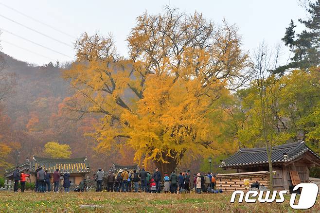 10일 오전 경북 경주시 강동면 운곡서원을 찾은 사진작가들과 관광객들이 노란색으로 물든 은행나무를 촬영하고 있다.2018.11.10/뉴스1 © News1 최창호 기자