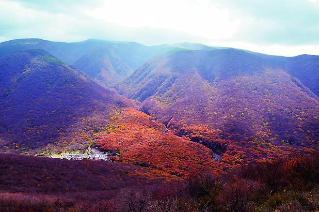 어승생악에 단풍이 한창이다.