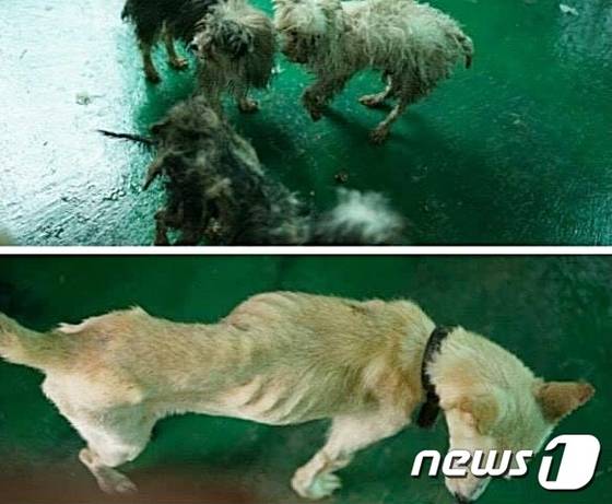 제주 서귀포시에서 방치돼 있던 개 33마리가 지난 7월 동물보호단체 제주동물친구들에 의해 구조될 당시의 모습. /사진제공= 뉴스1, 제주동물친구들