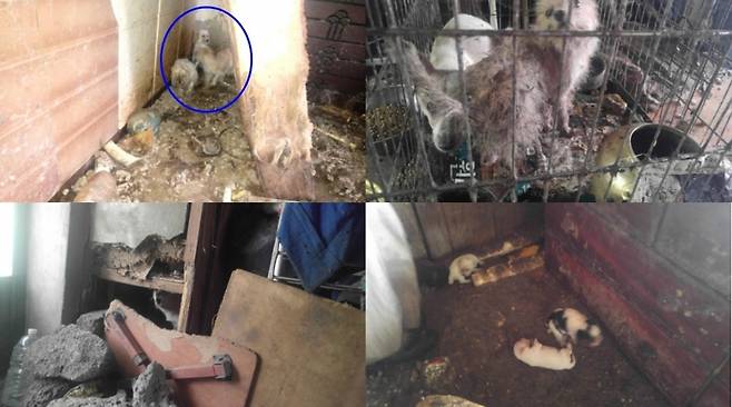 제주 서귀포시에서 방치돼 있던 개 33마리가 지난 7월 동물보호단체 제주동물친구들에 의해 구조될 당시의 모습. /사진제공= 뉴스1, 제주동물친구들