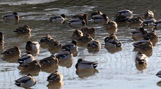 잔뜩 움츠린 모습의 오리들이지만 그래도 차가운 물 위에 떠 있다. [연합뉴스]
