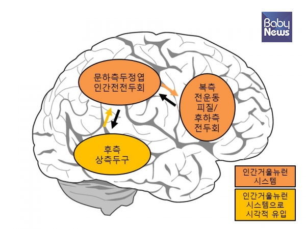 인간 거울뉴런 시스템&nbsp;ⓒ김영훈