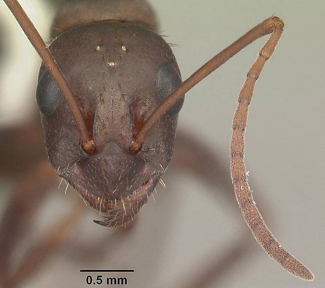 플로리다 불개미의 머리 모양. 에이프릴 노블, 위키미디어 코먼스 제공.