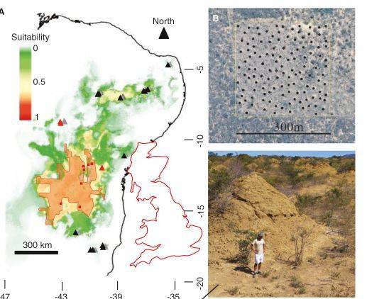 【서울=뉴시스】브라질에서 발견된 흰개미집 군락지 . <사진출처:커런트 바이올로지> 2018.11.22