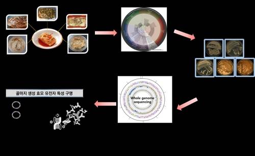 김치 골마지 생성 효모 유전자 특성 구명 과정. [세계김치연구소 제공]
