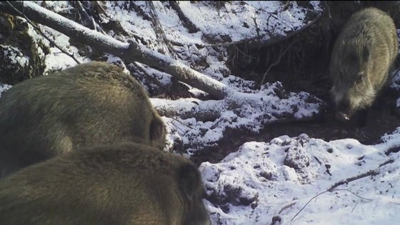 지난해 1월 북한산국립공원에서 포착된 멧돼지 무리. [사진 국립공원관리공단]
