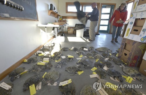 미국 북동부 덮친 추위로 얼어 죽은 바다거북들 [AP=연합뉴스]