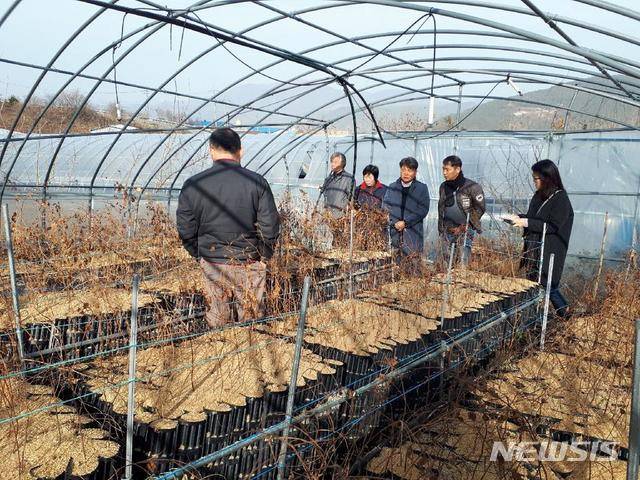 산청군 고품질 '감초' 국산화 앞장..노지 대비 최대 10배 수확량