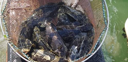 고수온에도 잘 자라는 대왕범바리 [국립수산과학원 제공]