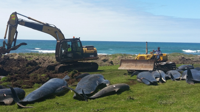 30일(현지시간) 뉴질랜드 동쪽 채텀 섬 인근에서 뉴질랜드 환경보호부 직원들이 떼죽음을 당한 돌쇠고래의 사체를 옮기고 있다. /채텀=AP연합뉴스