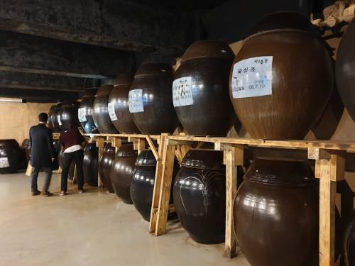 옹기에서 숙성중인 애플리즈 사과와인