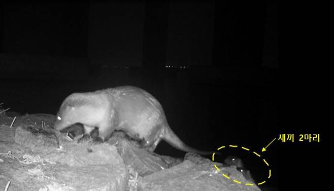 지난해 1월 서울 천호대교 북단 일대에서 무인카메라에 의해 포착된 어미 수달과 새끼의 모습. 환경부 제공